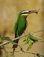 Birds