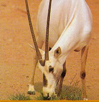 Oryx